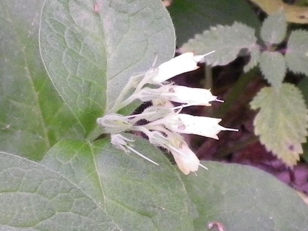 Fiori che pendono:  Symphitum sp. (Boraginaceae)